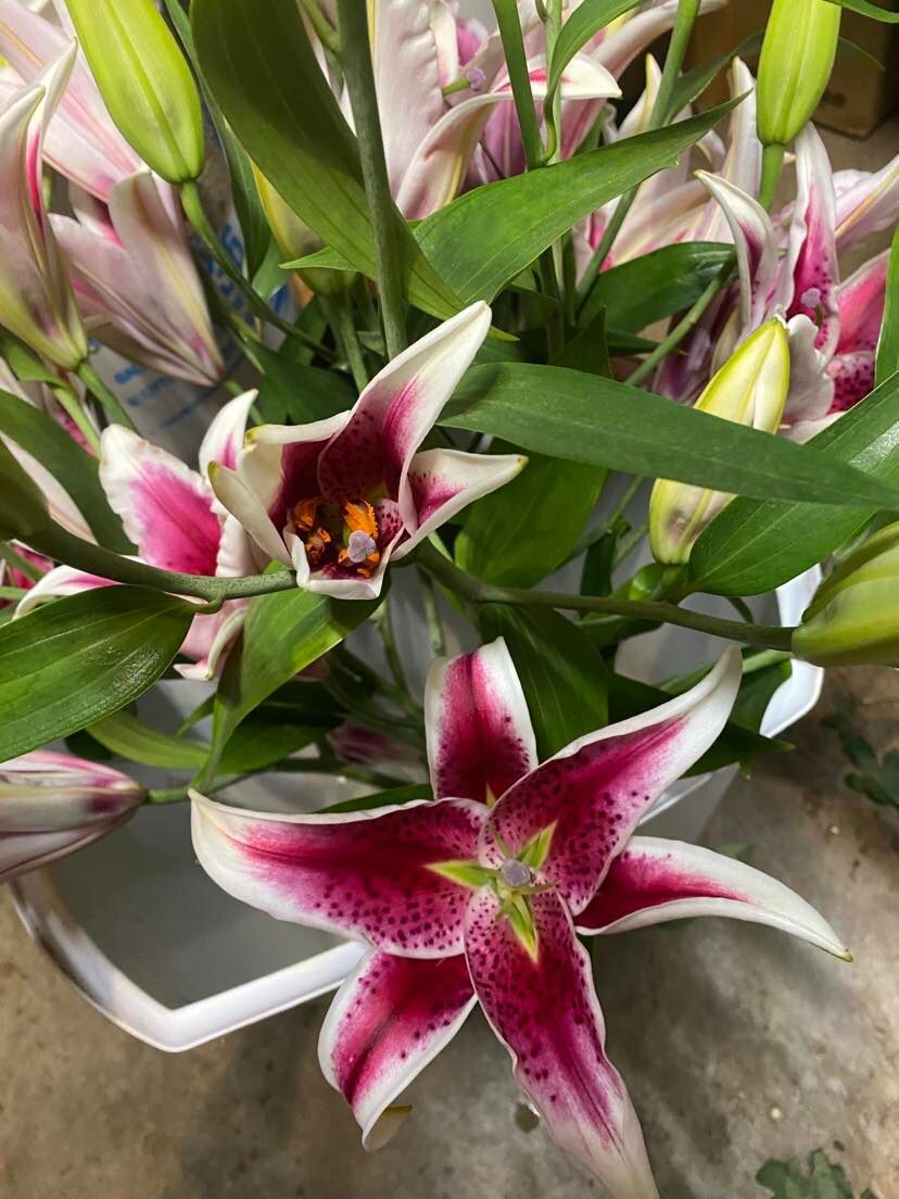 Stargazer Lily (Fragrant)